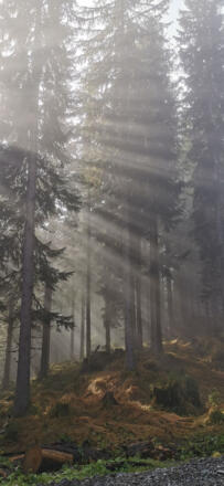 Wanderung im Herbst - Nebelgrenze erreicht