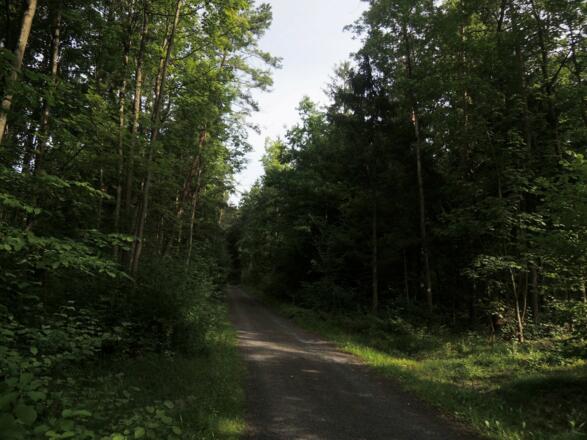 Auf dem Waldweg bei Oberlauter