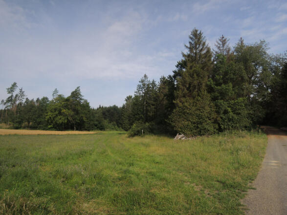 Der unscheinbare Wiesenpfad führt uns nach links.