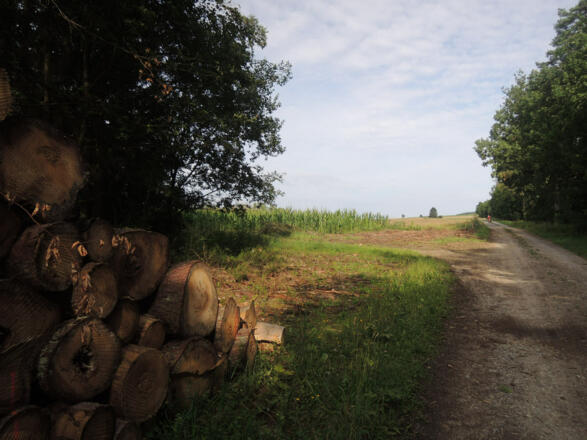 Der Weg führt am Waldrand entlang.