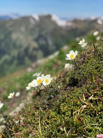 Blumenpracht Wanderung Tappenkarsee von Hüttschlag