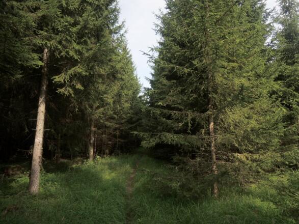 Zwischen den Bäumen geht es auf dem Waldpfad entlang.