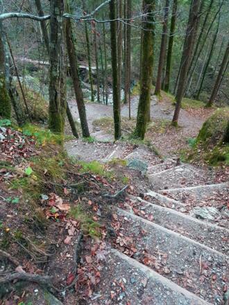 Der schmale Waldpfad schlängelt sich munter durch die Bäume