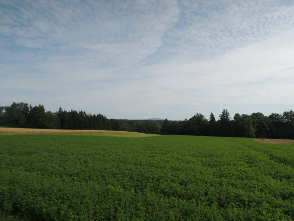 Blick auf den umliegenden Wald