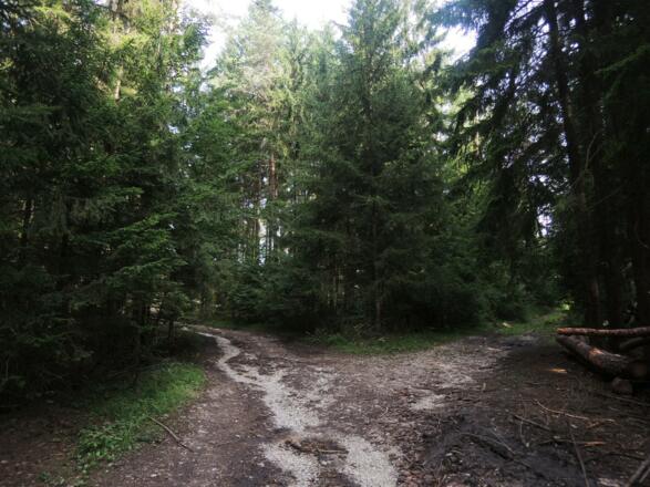 Auf dem Waldweg bei Oberlauter