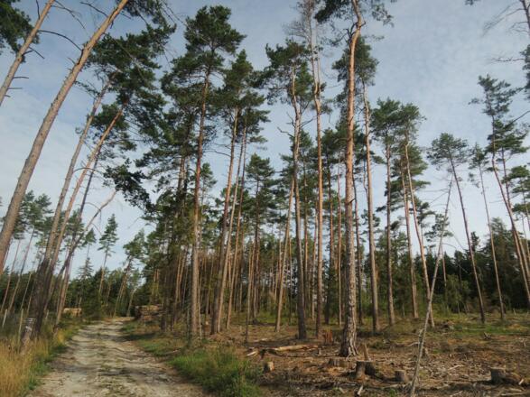 Lichter Wald auf dem Weg zur Alexandrinenhütte