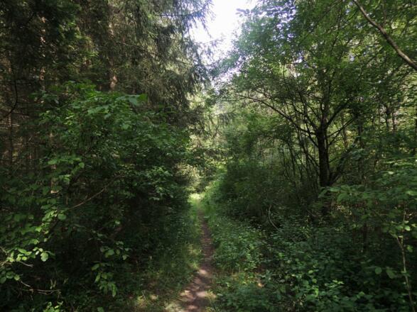 Der Waldpfad führt uns in Richtung Alexandrinenhütte.