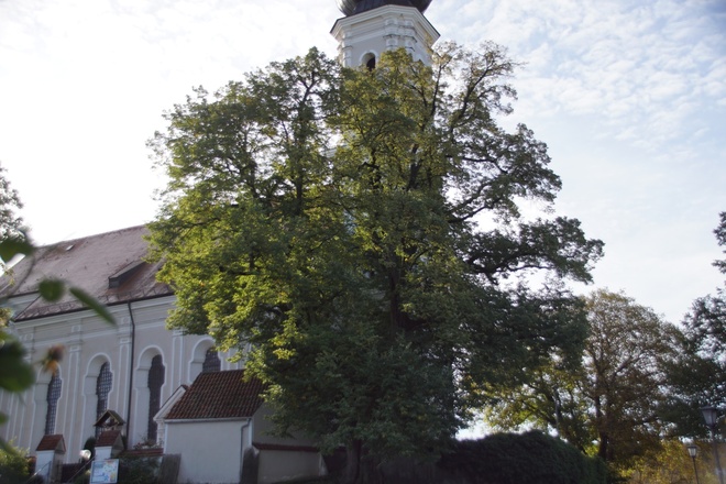 Linde in Aufkirchen