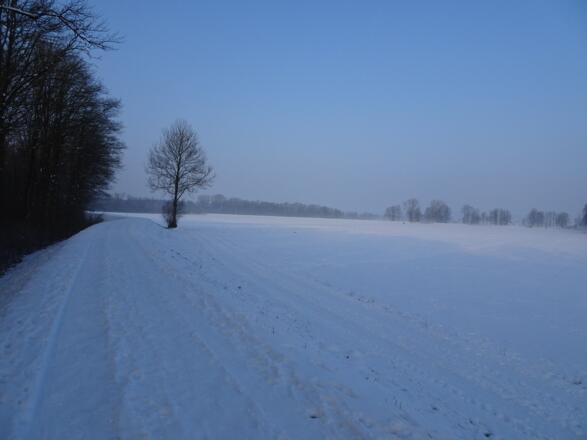 Nach dem Baum quert man das freie Feld.