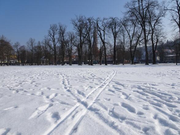 Zurück bei der Ringelstecherwiese. Hinter den Bäumen ist die Martinskirche.
