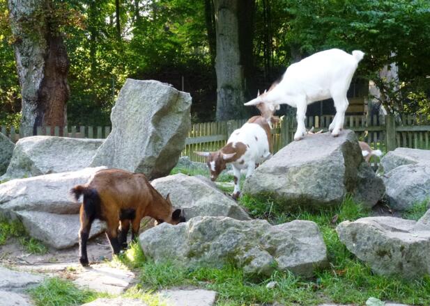 Streichelgehege im Stadtpark Erding