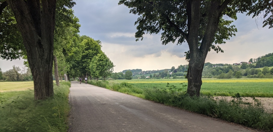 Die Allee östlich von Pfarrkirchen