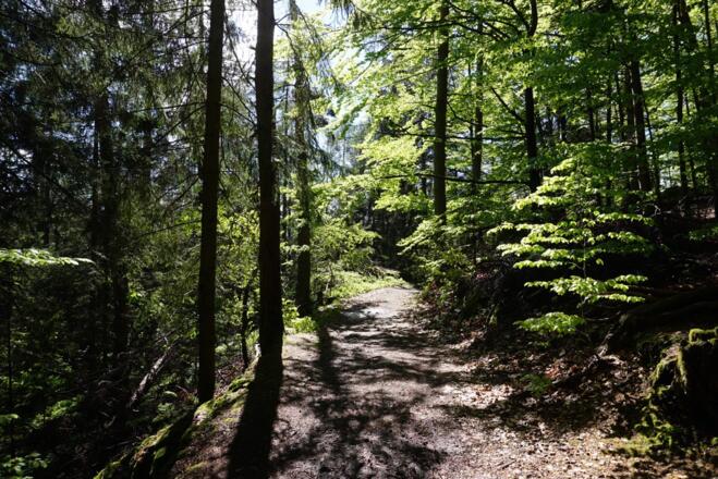 Wanderweg zum Hochfall vorm Aussichtspunkt Sternwiesberg
