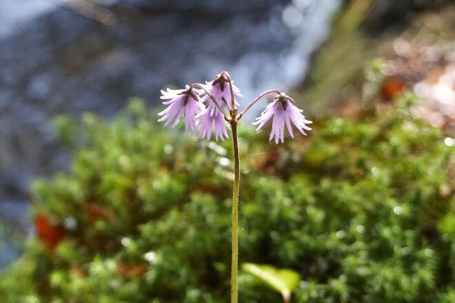 Soldanelle am Moosbach