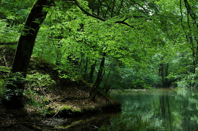 Die Teiche bei Grubmühl