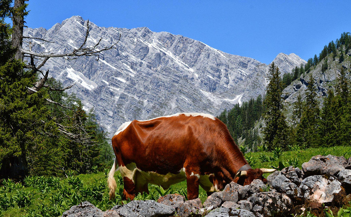 Die Watzmann Ostwand