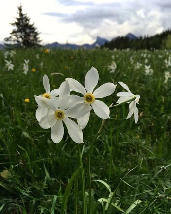 Narzissenblüte in Grünau