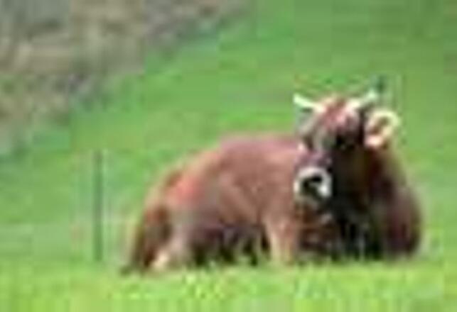 auch die Kühe geniessen bei uns Ihre Auszeit