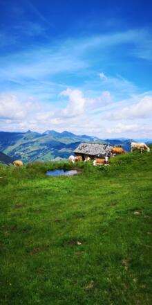 Kuhrast am Weg zur Hacklberg Alm