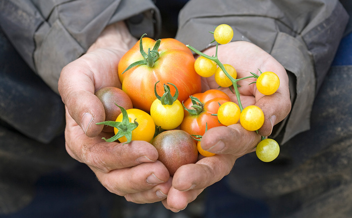 Tomaten aus der Hohenfried Gärtnerei