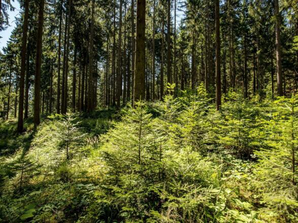 Waldschule Almtal Mischwald