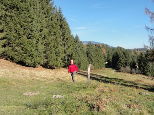 Wanderweg am Waldrand