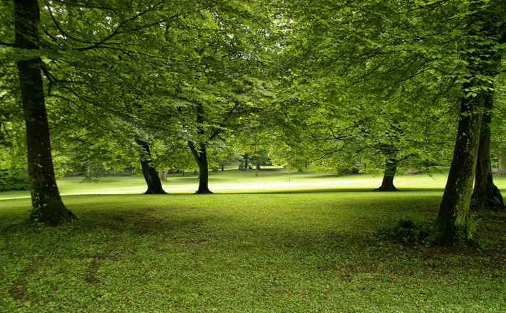 Faszination Baum erleben
