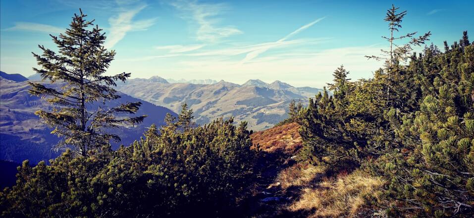 Latschenfelder ober der Hacklbergalm