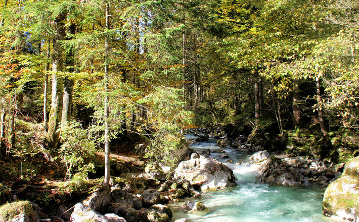 Im Zauberwald