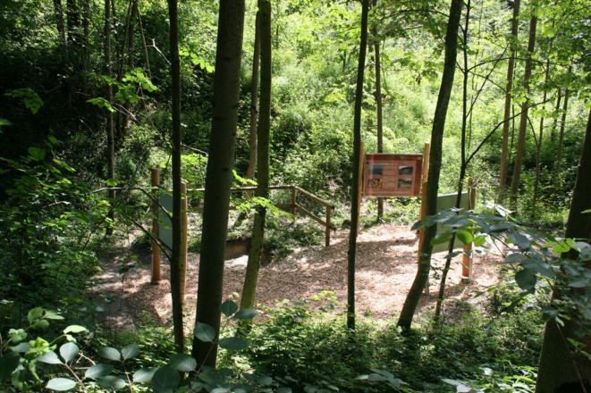 Station 8: Pararendzina mit Bodenprofil