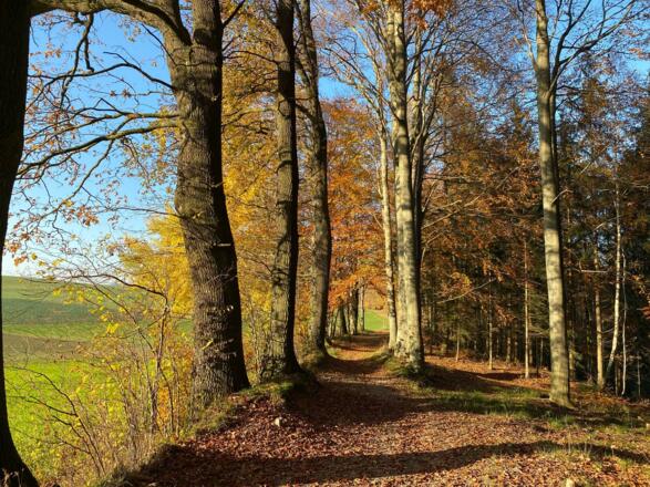 Herbst im Hausruckwald