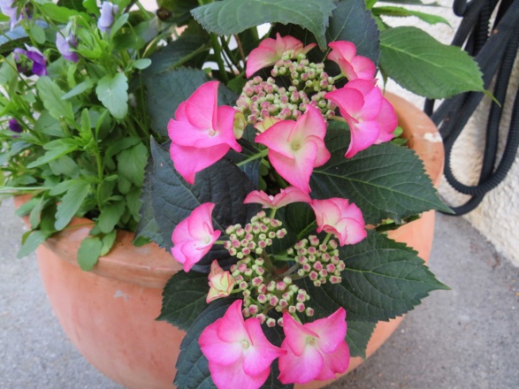 Hortensie