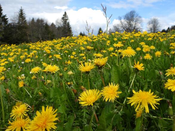 Nicht nur für Insekten eine wichtige Frühlingsnahrung