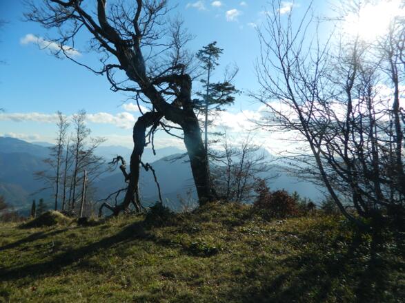 Baum am Grat