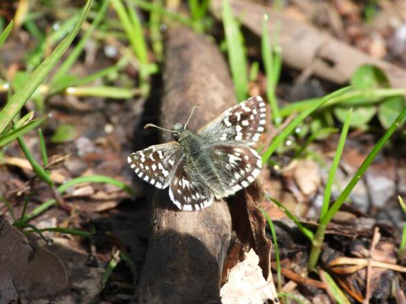 Der Kleinwürfelige Dickkopffalter