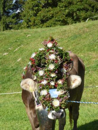 Unser Kranzrind &quot;Anna&quot; 2016