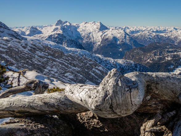Karge Wurzel vor den Leoganger Steinbergen.