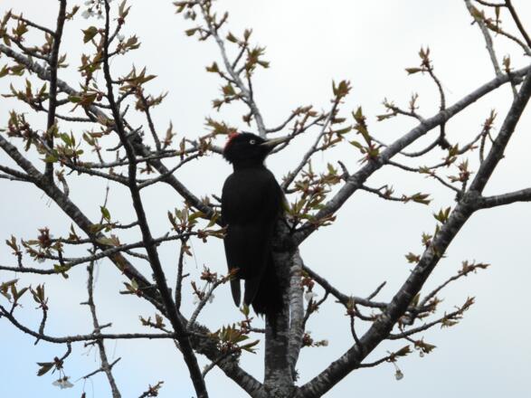 Ein Schwarzspecht - dieser scheuer Geselle zeigt sich nicht so häufig