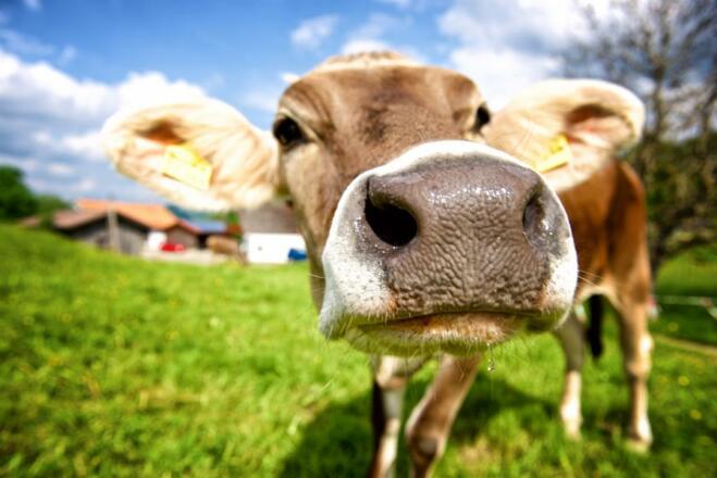 Typisch Allgäuer Rindvieh