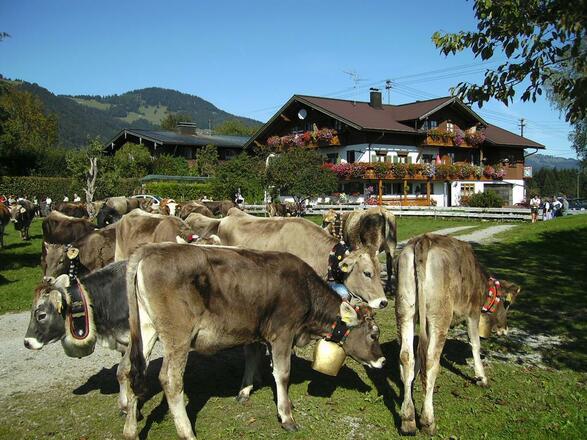 Viehscheid