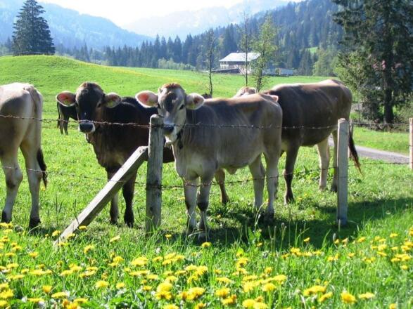 unverbauter Ausblick von FeWo Akelei