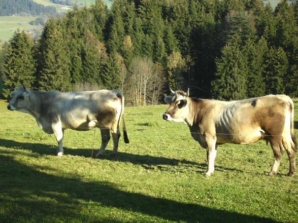 Unsere Kühn dürfen im Sommer auf die Weide
