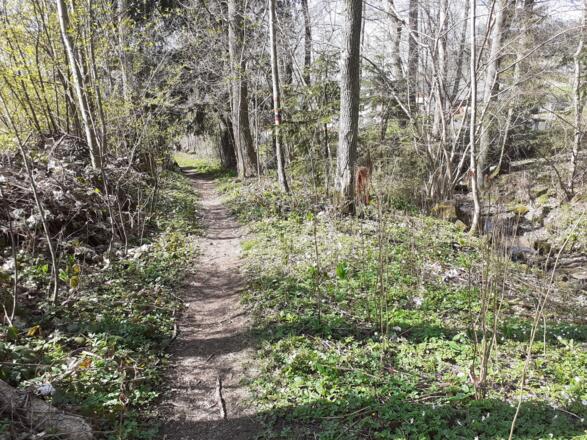 Schöner Weiterweg durch den Wald