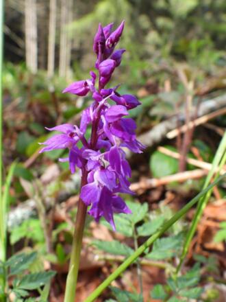Ein Manns-Knabenkraut