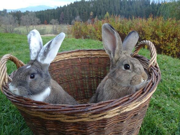 Unsere Hasen
