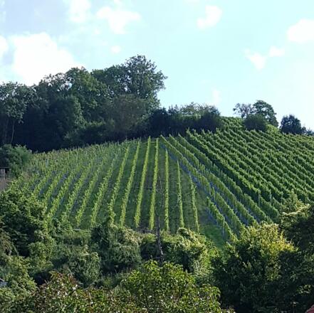 Weinlage Schlossberg