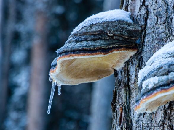 Kleine Schönheit am Wegesrand.