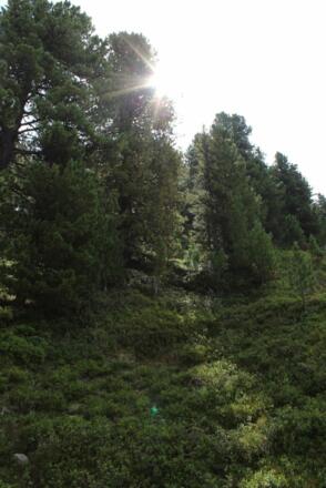 Zirbenwald