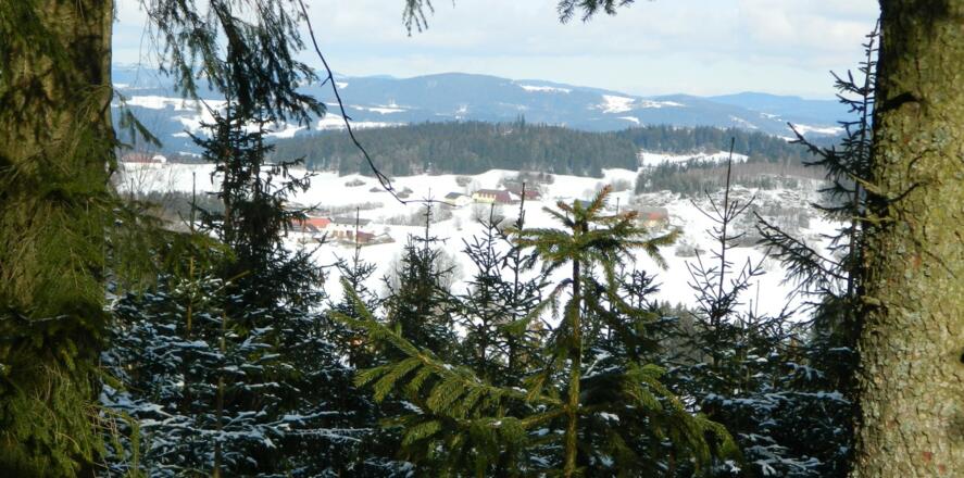 Blick vom Hochbuchberg durch die Bäume nach Norden