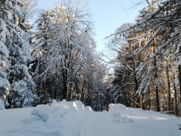 Witzgall-Linde am Ursersberg (1.129m)